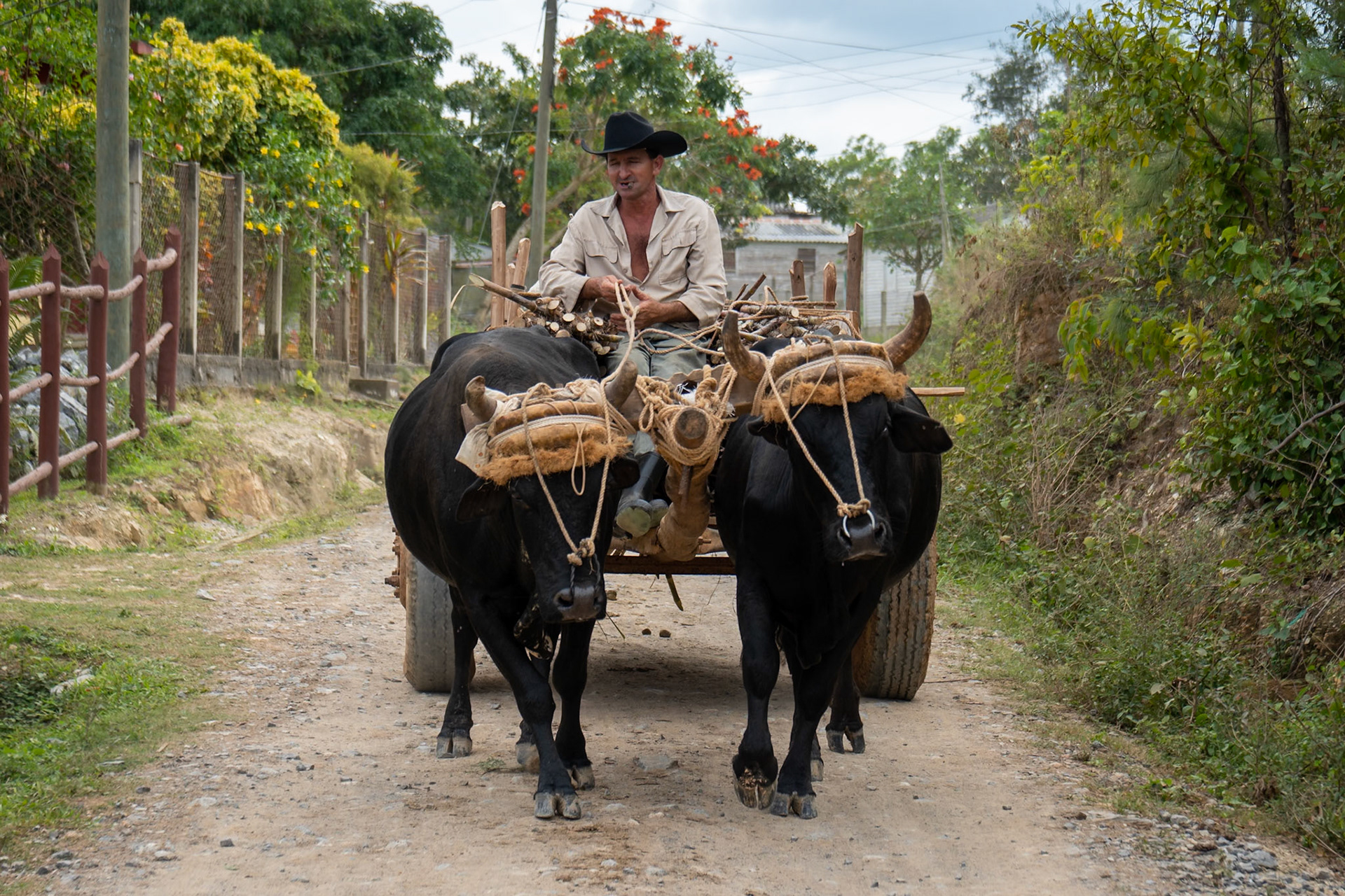 A man wearing a black cowboy hat and a light-colored shirt drives an ox-drawn cart loaded with wood along a dirt road. The cart is pulled by two black oxen with decorative headgear. The scene is set in a rural area with lush green vegetation and trees on either side of the road, with some simple buildings visible in the background. The lighting suggests an overcast day.