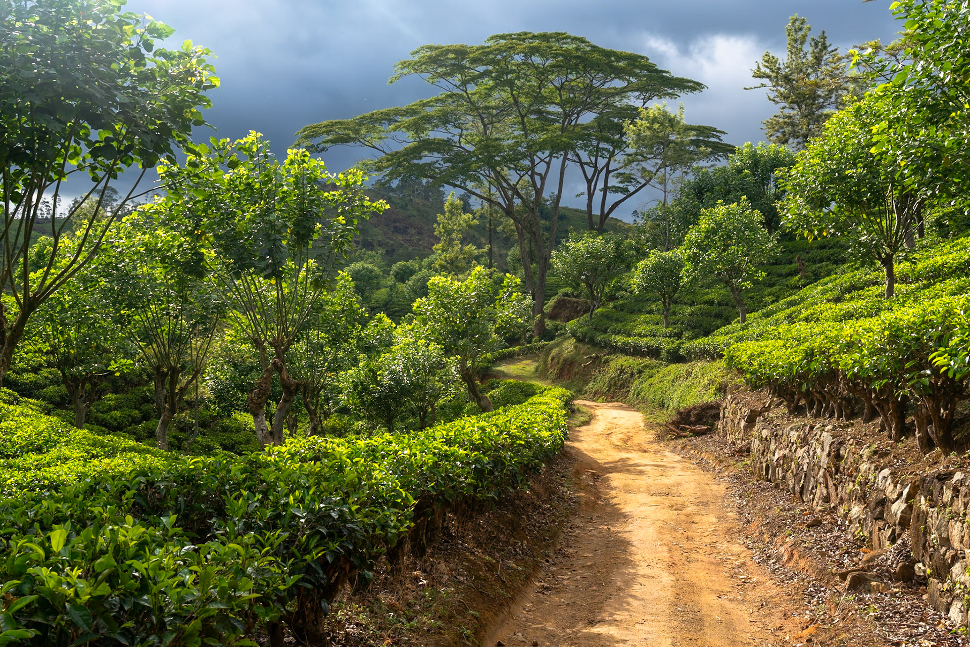 A winding dirt path cuts through lush, vibrant green tea plantations in the highlands of Sri Lanka. Sunlight streams through dramatic, cloudy skies, illuminating the neatly trimmed tea bushes and casting dappled shadows on the path. Tall, leafy trees punctuate the landscape, with a particularly large, umbrella-shaped tree dominating the background. The scene evokes a sense of tranquility and natural beauty, hinting at the rich agricultural heritage of the region.