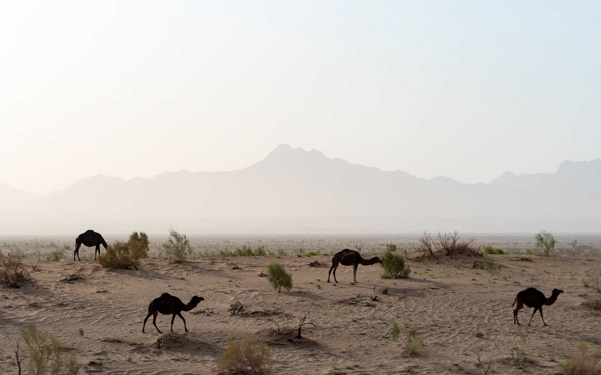 Four camels are scattered across a sandy desert landscape with sparse vegetation. In the background, hazy mountains form a silhouette against a bright, overcast sky. The scene is located in Iran.