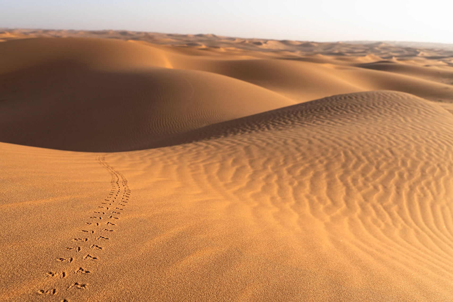 A trail of small animal tracks leads across the rippled sand of a desert dune. The foreground dune is sharply focused, showing the texture of the sand and the distinct imprints of small feet. Beyond, a series of undulating dunes stretch towards the horizon under a hazy sky. The lighting suggests late afternoon or early morning sun, casting soft shadows and highlighting the curves of the sand formations. This scene is located in the desert region of Saudi Arabia.