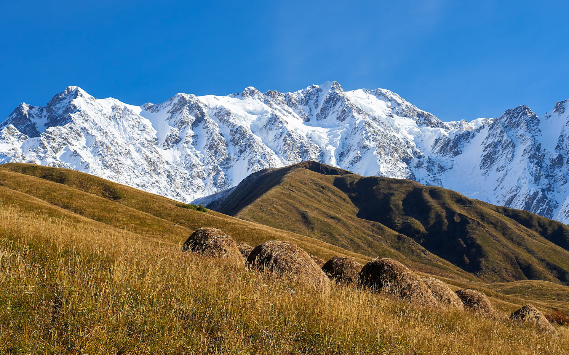 A wide, low-angle shot captures a majestic snow-capped mountain range under a clear blue sky. In the foreground, rolling hills covered in dry, golden grass slope upwards. Several large, conical haystacks are scattered across the grassy slopes. The lighting suggests a sunny day, casting shadows on the undulating terrain of the hills, contrasting with the bright white snow on the distant peaks. The scene is located in the Greater Caucasus mountain range.