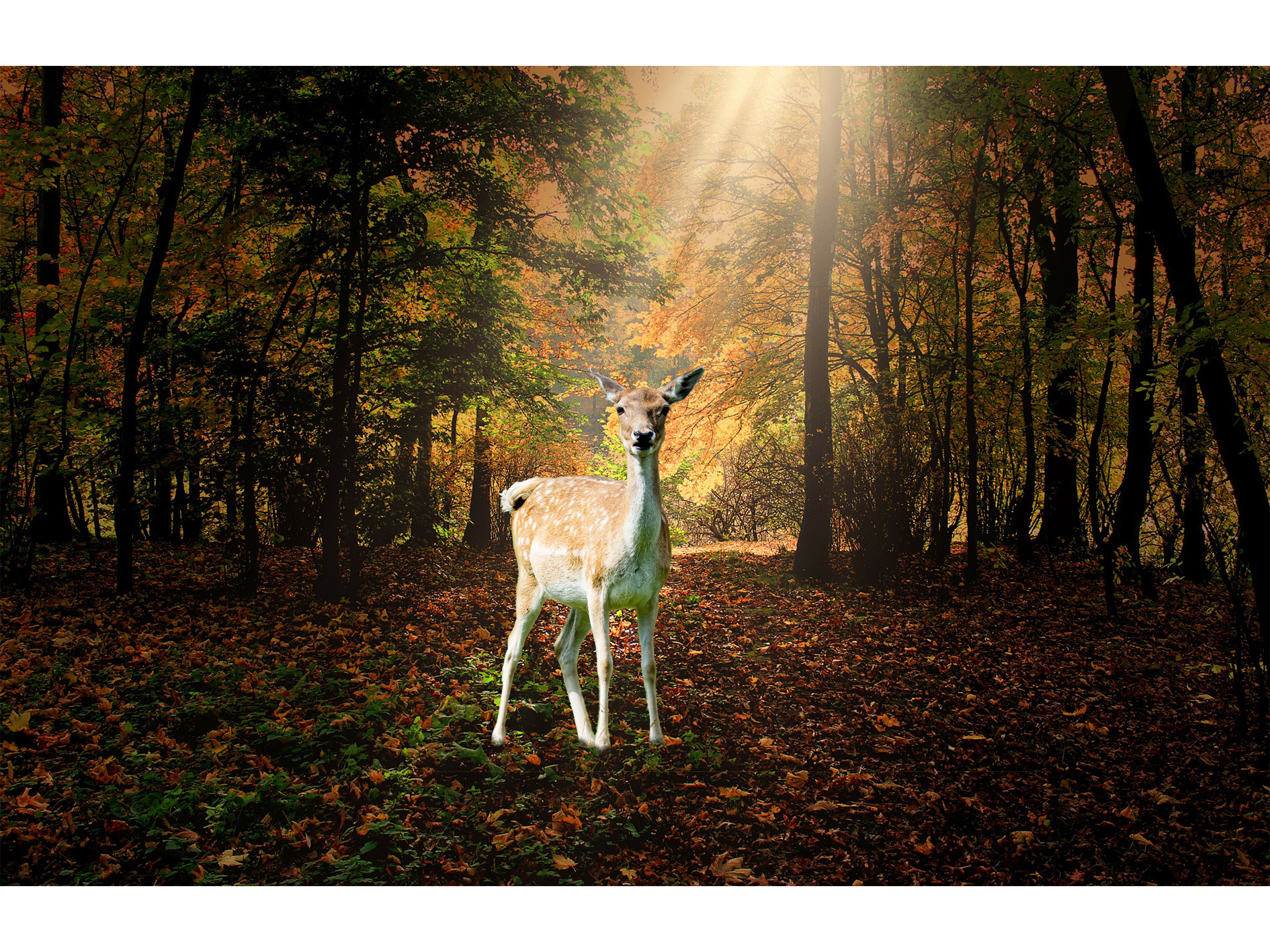 Biche