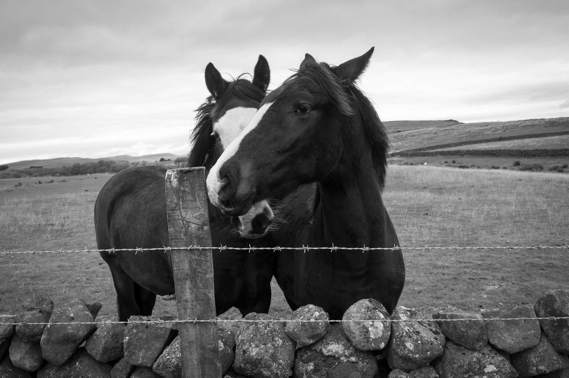 Monochrome photograph showing two dark horses standing close together behind a low drystone wall and barbed wire fence on Lisles Hill in County Antrim, set against open farmland and a cloud-filled sky.