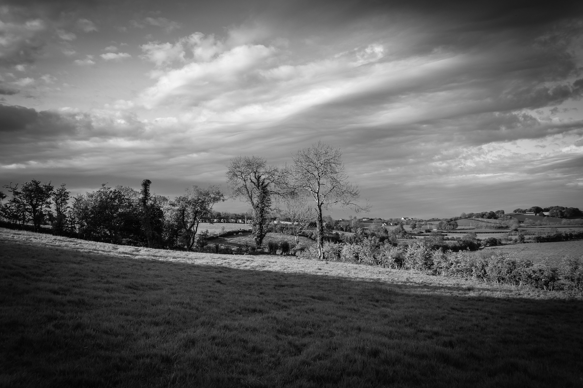 Black and white photograph of trees in evening light at Kilraughts near Ballymoney under a textured sky.