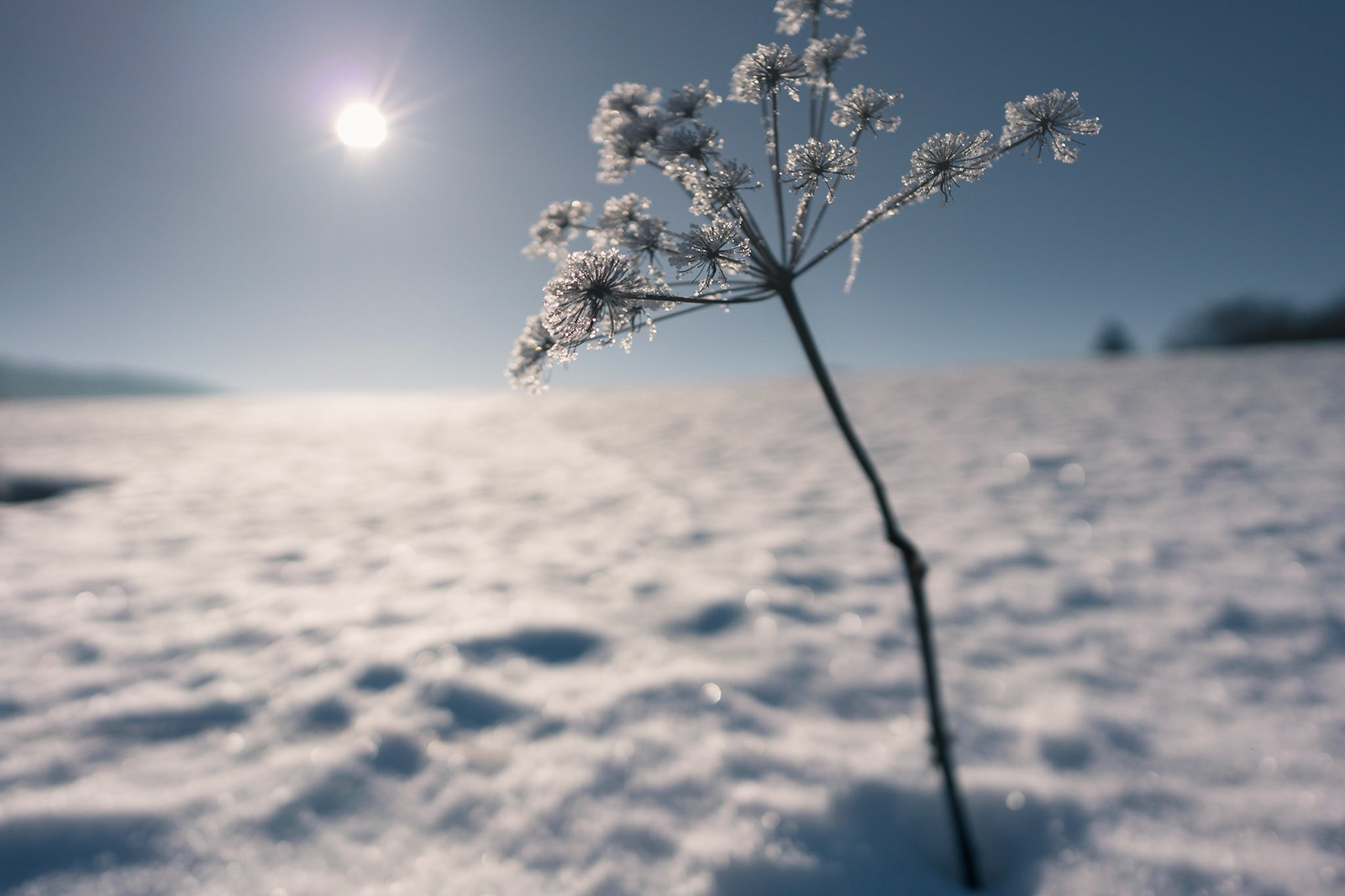 Ein sonniger Wintermittag im Hochmoor. der Tau auf den gefrohrenen Pflanzen geht gemächlich dahin.