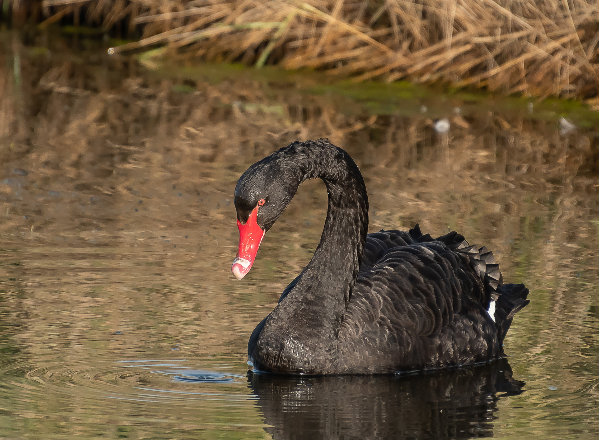 Black Swan, Trimley Marshes