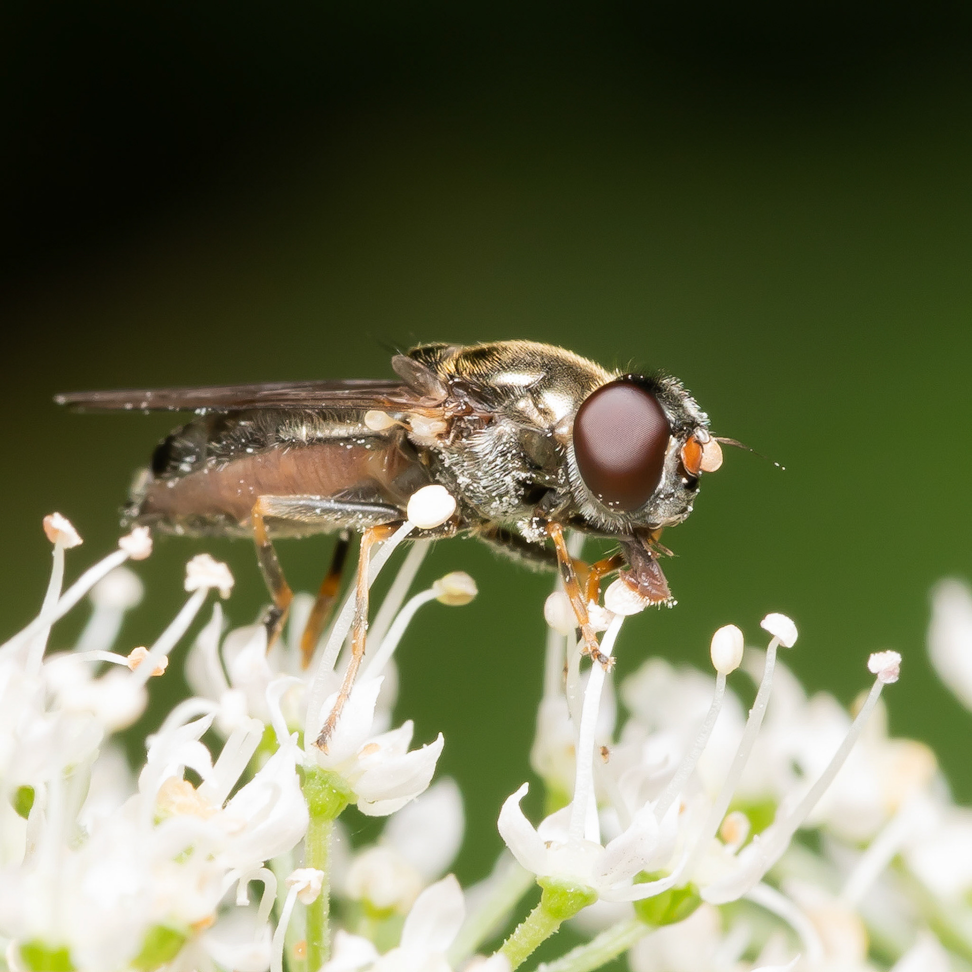 Hoverfly: Cheilosia pagana. female