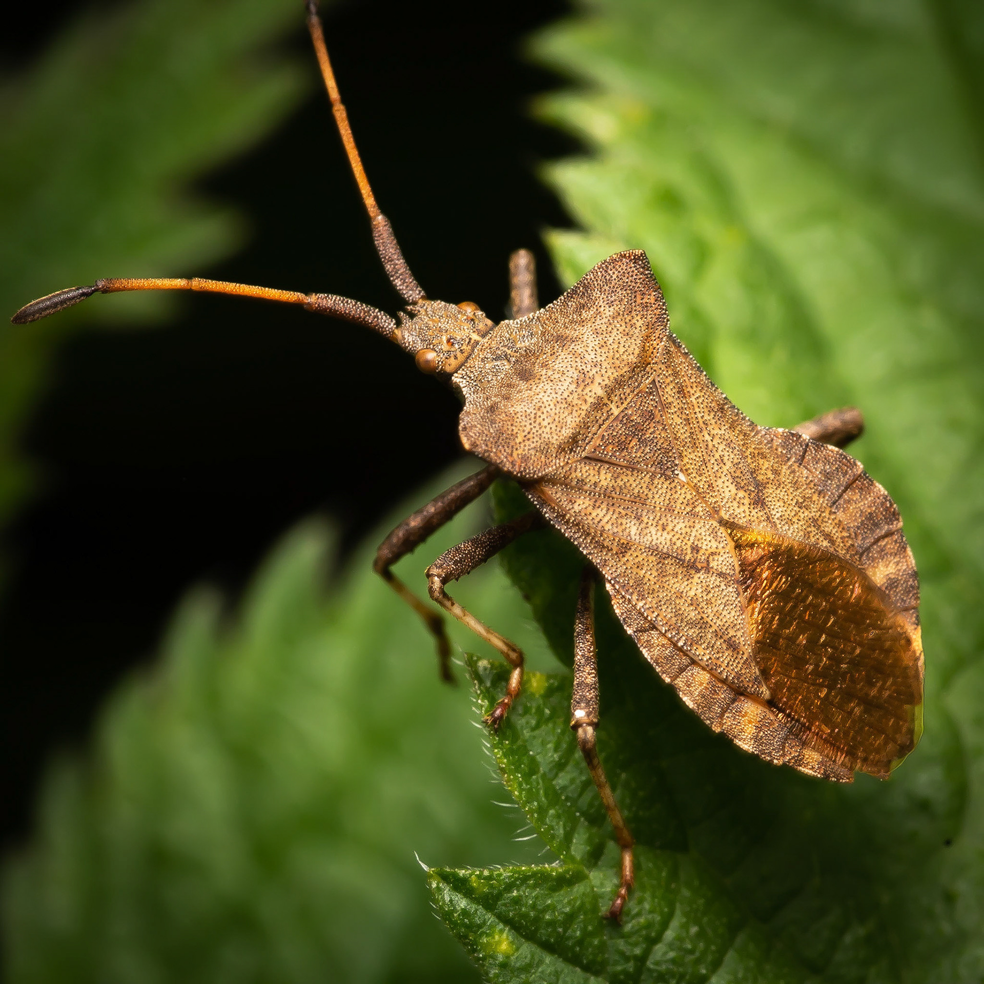 Dock Bug