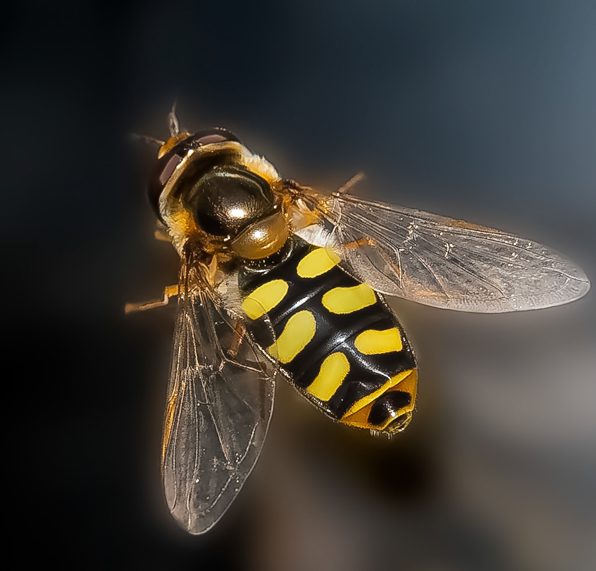Eupeodes sp., female
