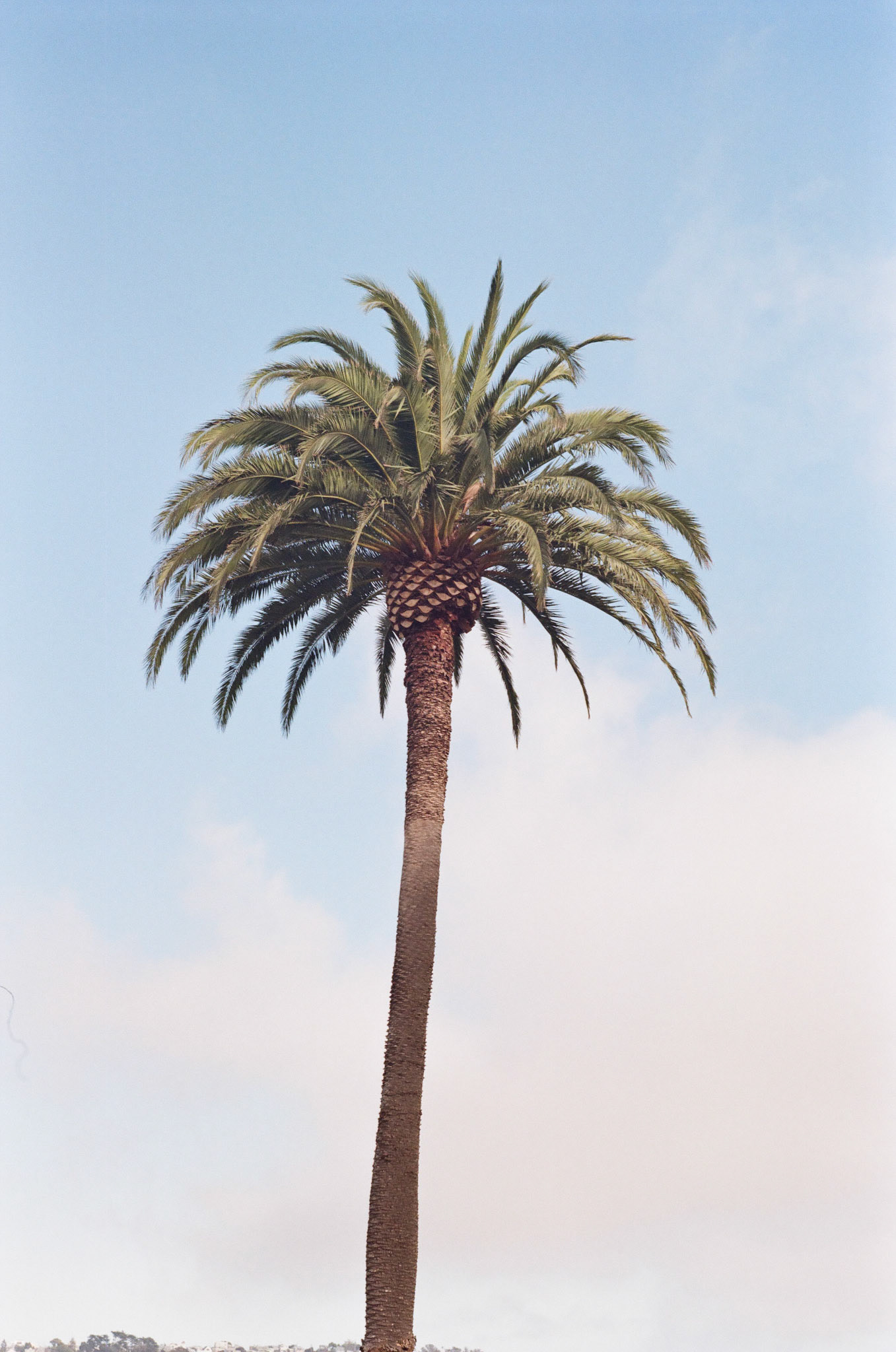 Palm in Dolores Park 2024/09