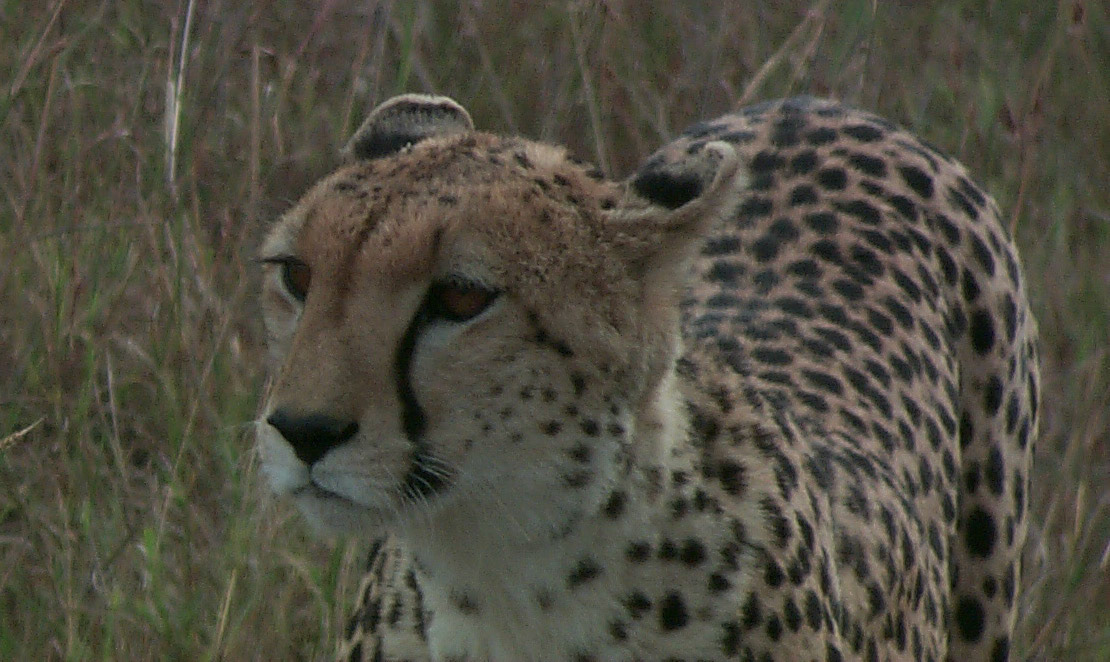 Masi Mara