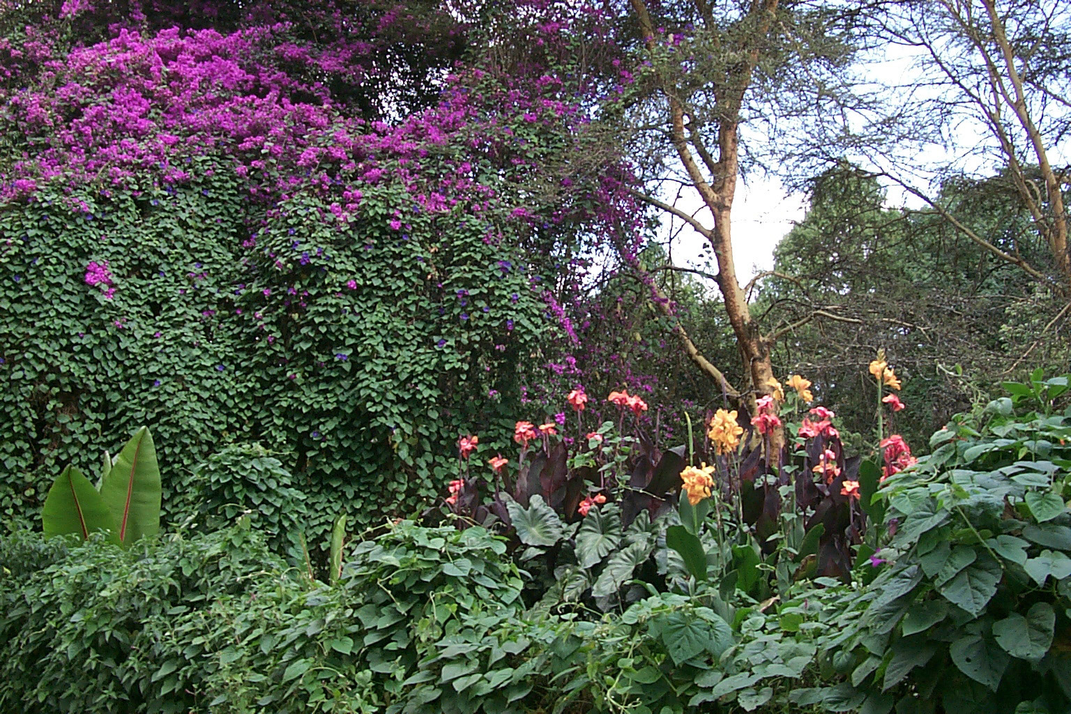 Kenya Club
