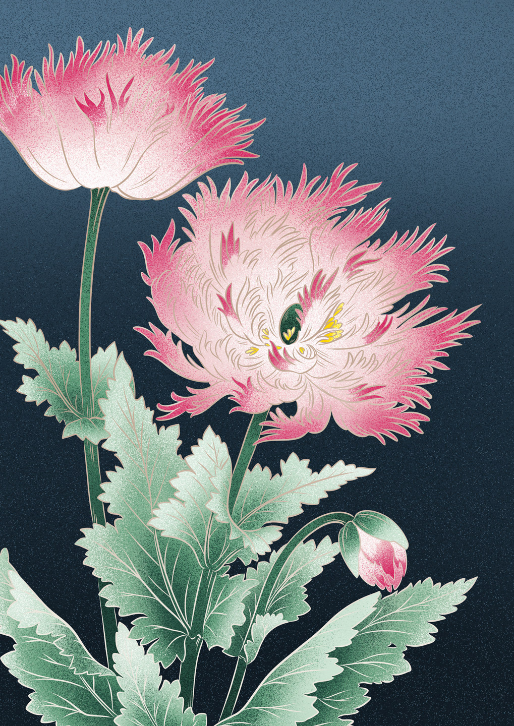 Orientalischer Mohn (Papaver Orientale)
