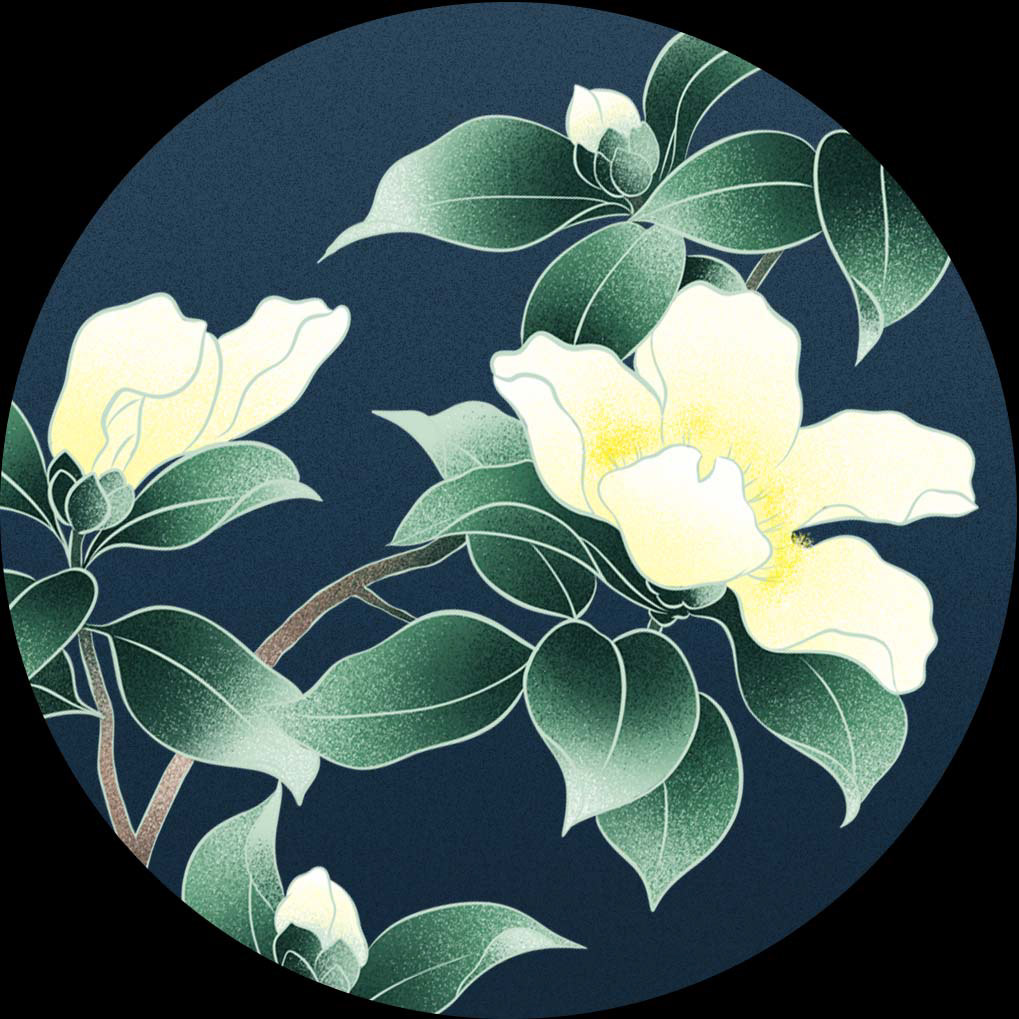 Japanische Kamelie (Camellia Japonica)
