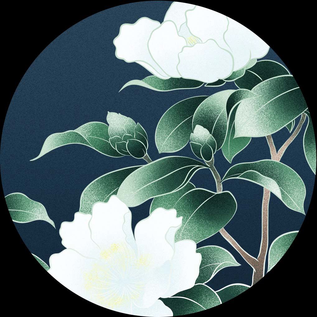 Japanische Kamelie (Camellia Japonica)