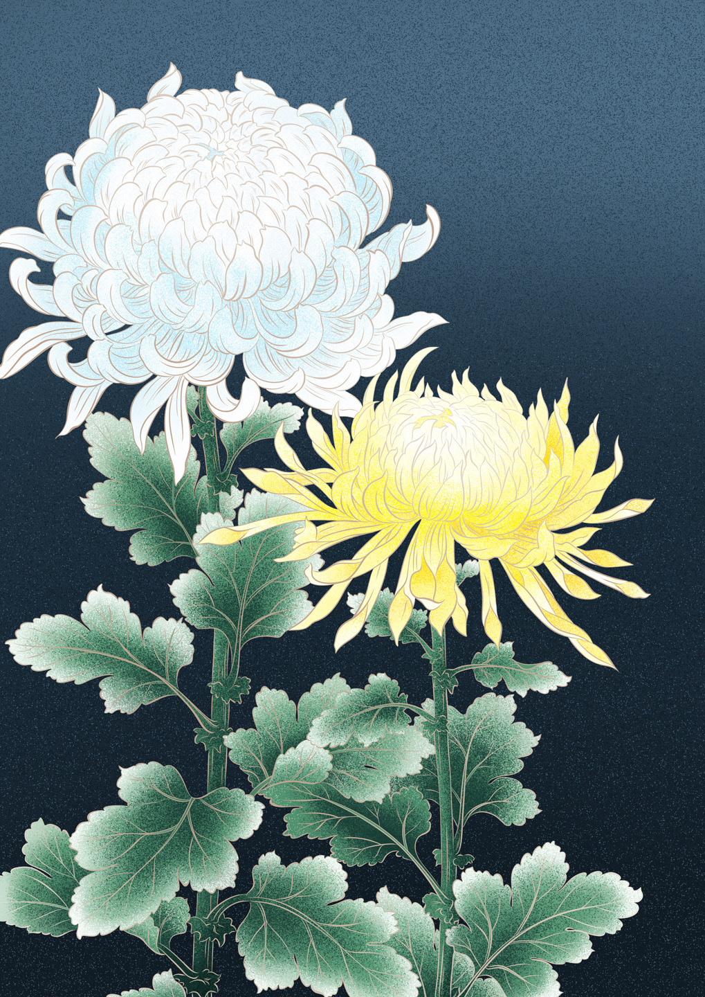 Chrysantheme (Chrysanthemum)