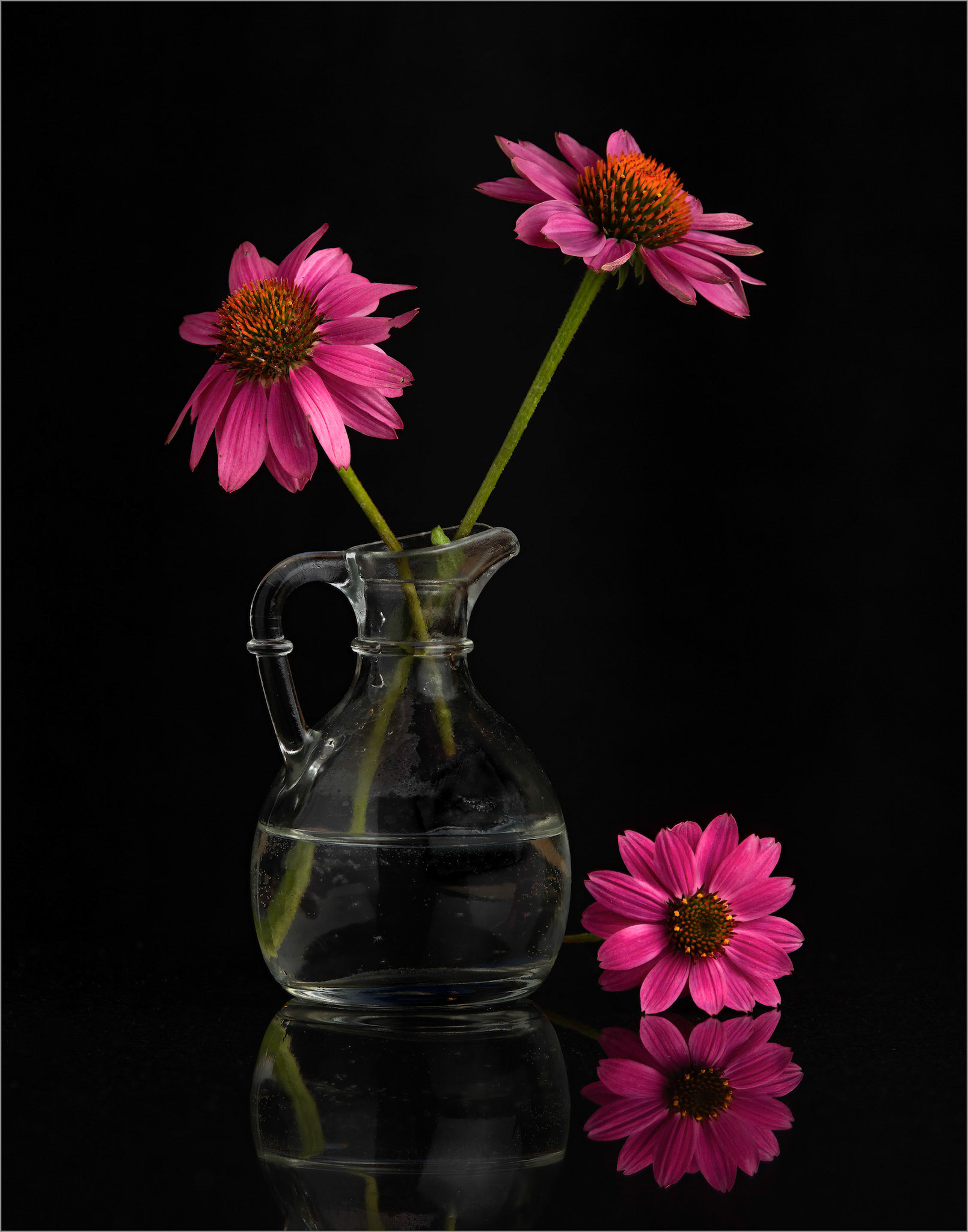 Coneflower Trio