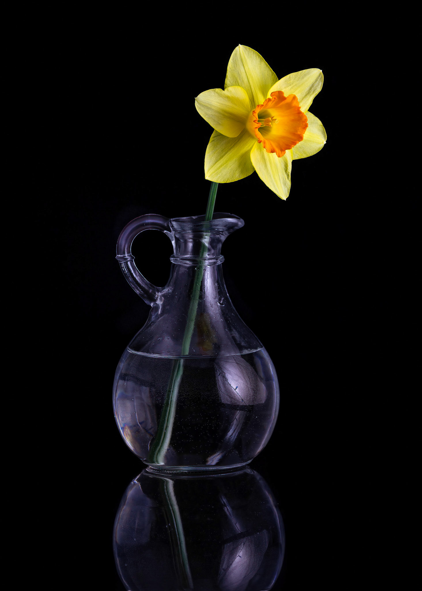 Daffodil in Vase