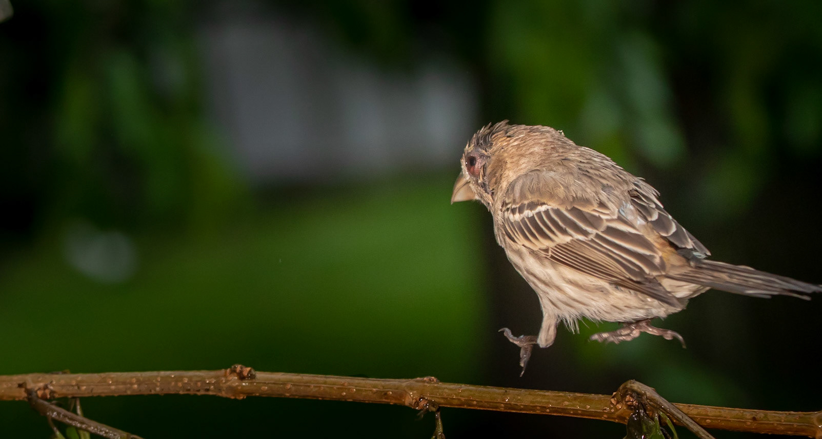 Chirping Russian song
