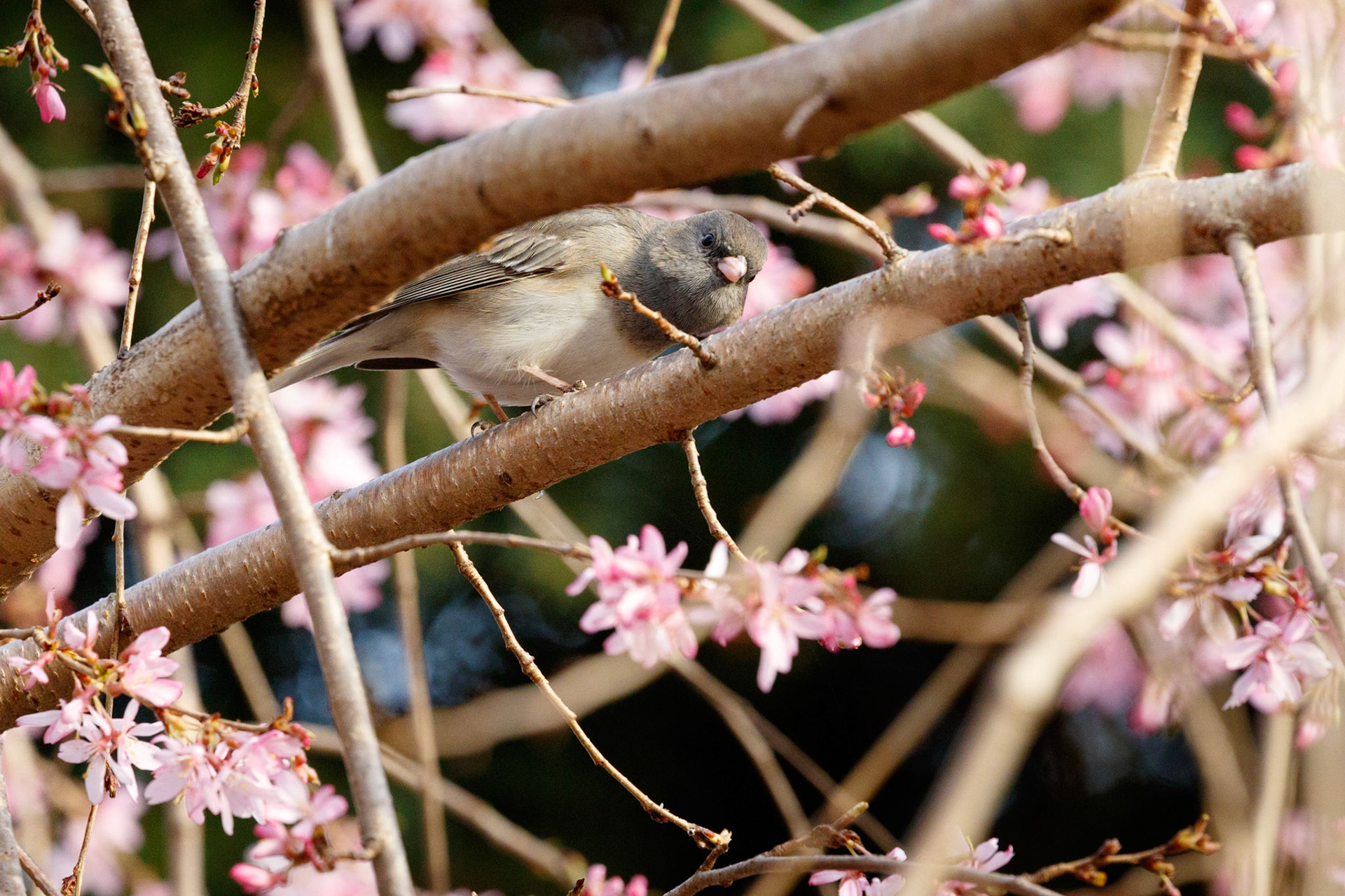 Dark-eyed junco