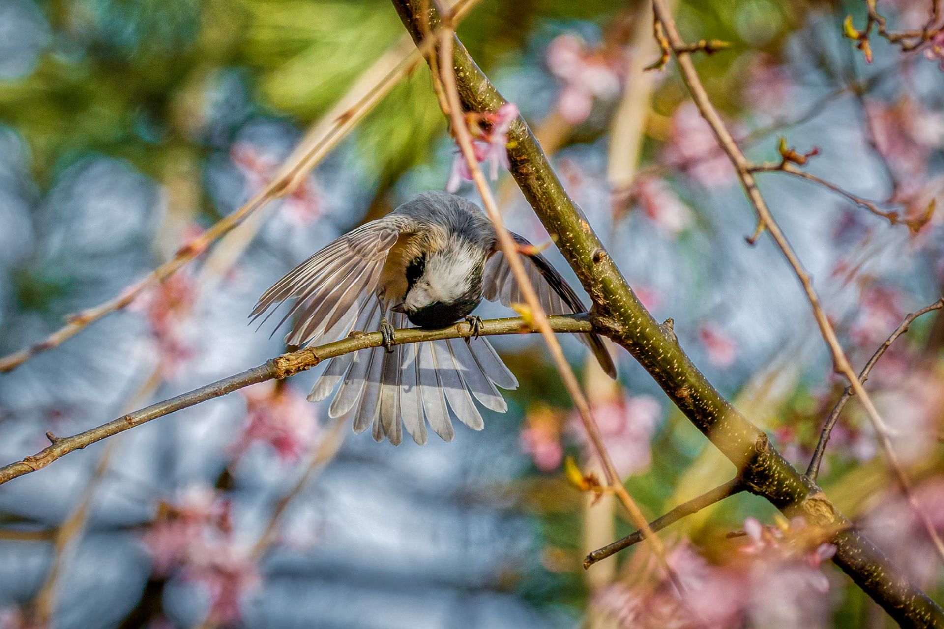 Dark-eyed junco