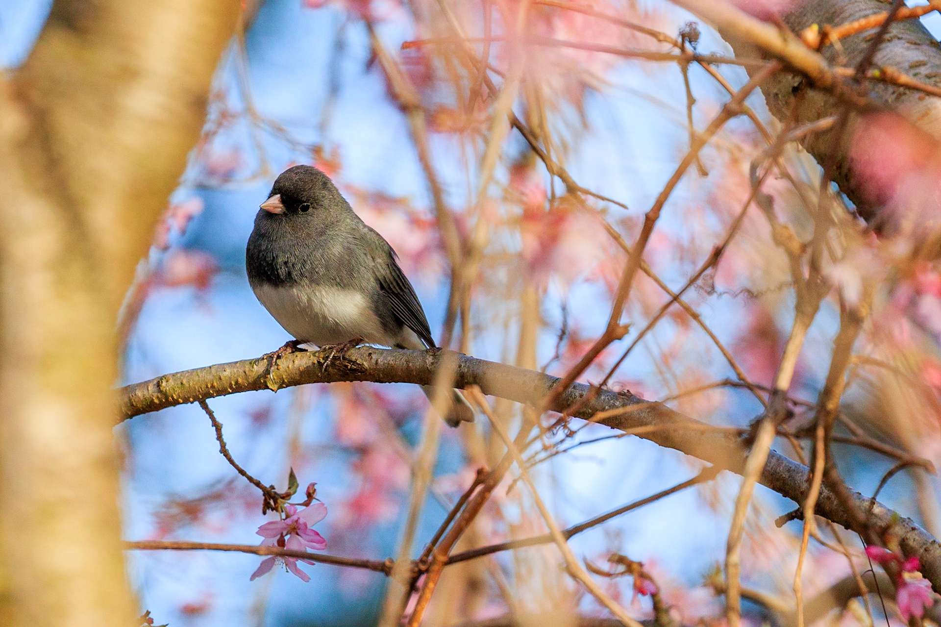 Dark-eyed junco