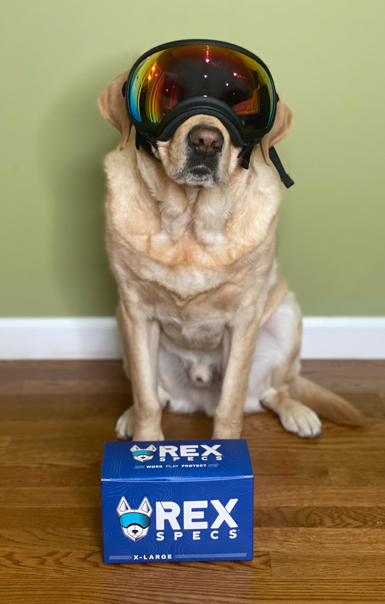 Rex Specs
