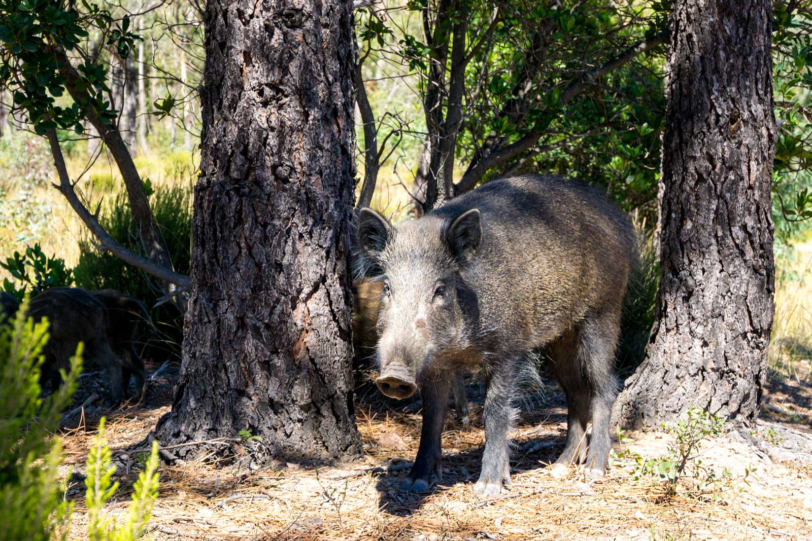 Sanglier de l'Estérel