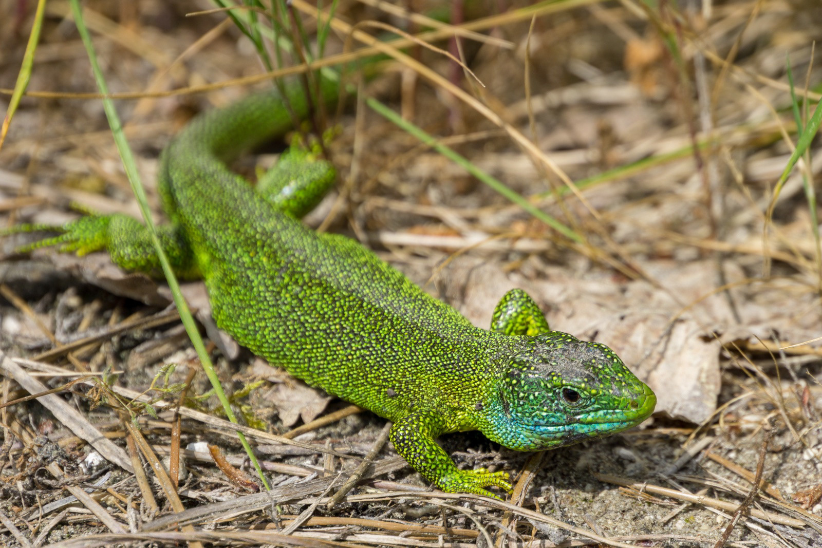 Lézard vert