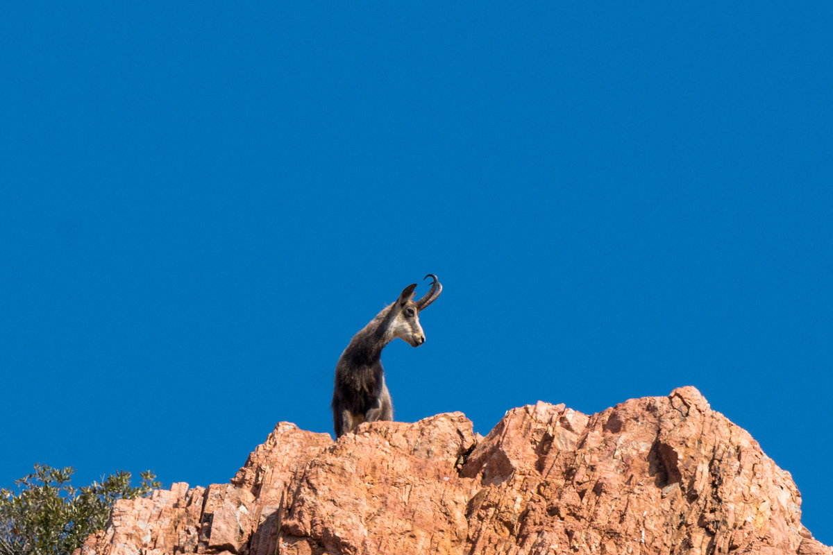 Un chamois dans l'Estérel
