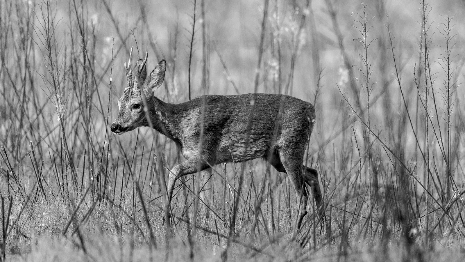 Chevreuil brocart 2 ans