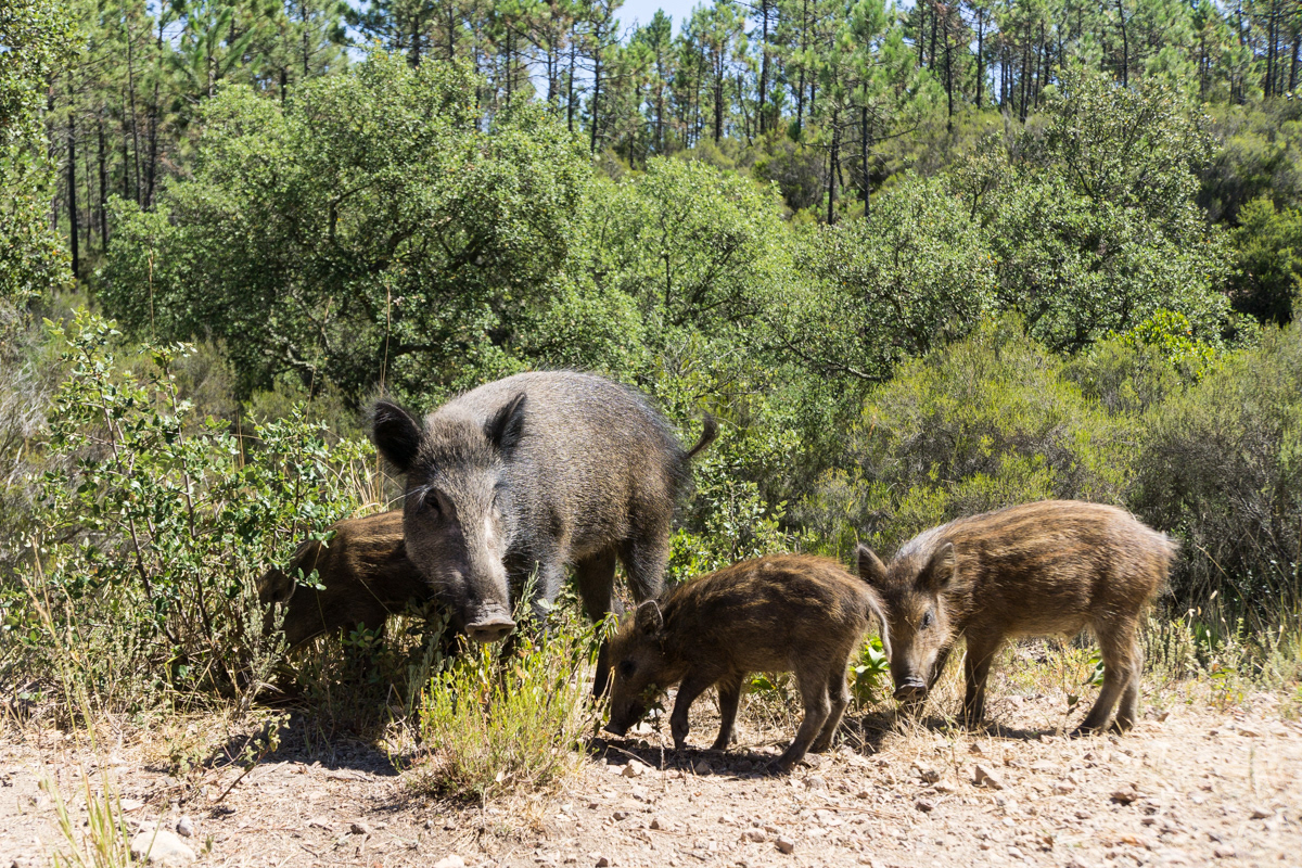 Sanglier