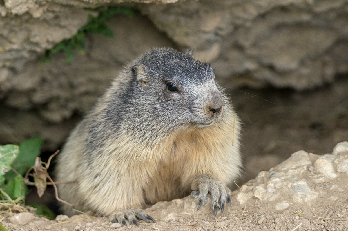 Marmottes Hautes Alpes