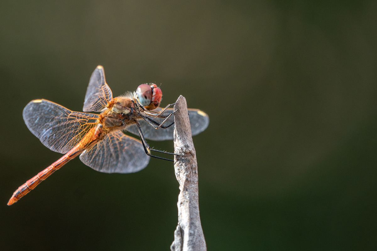 Sympétrum nervure rouge sang