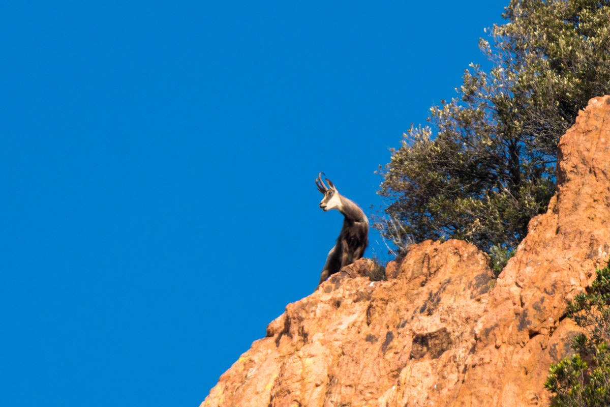 Le chamois à la reconquête de la Provence