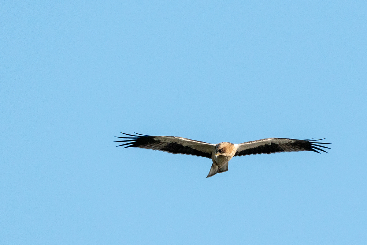 Aigle botté