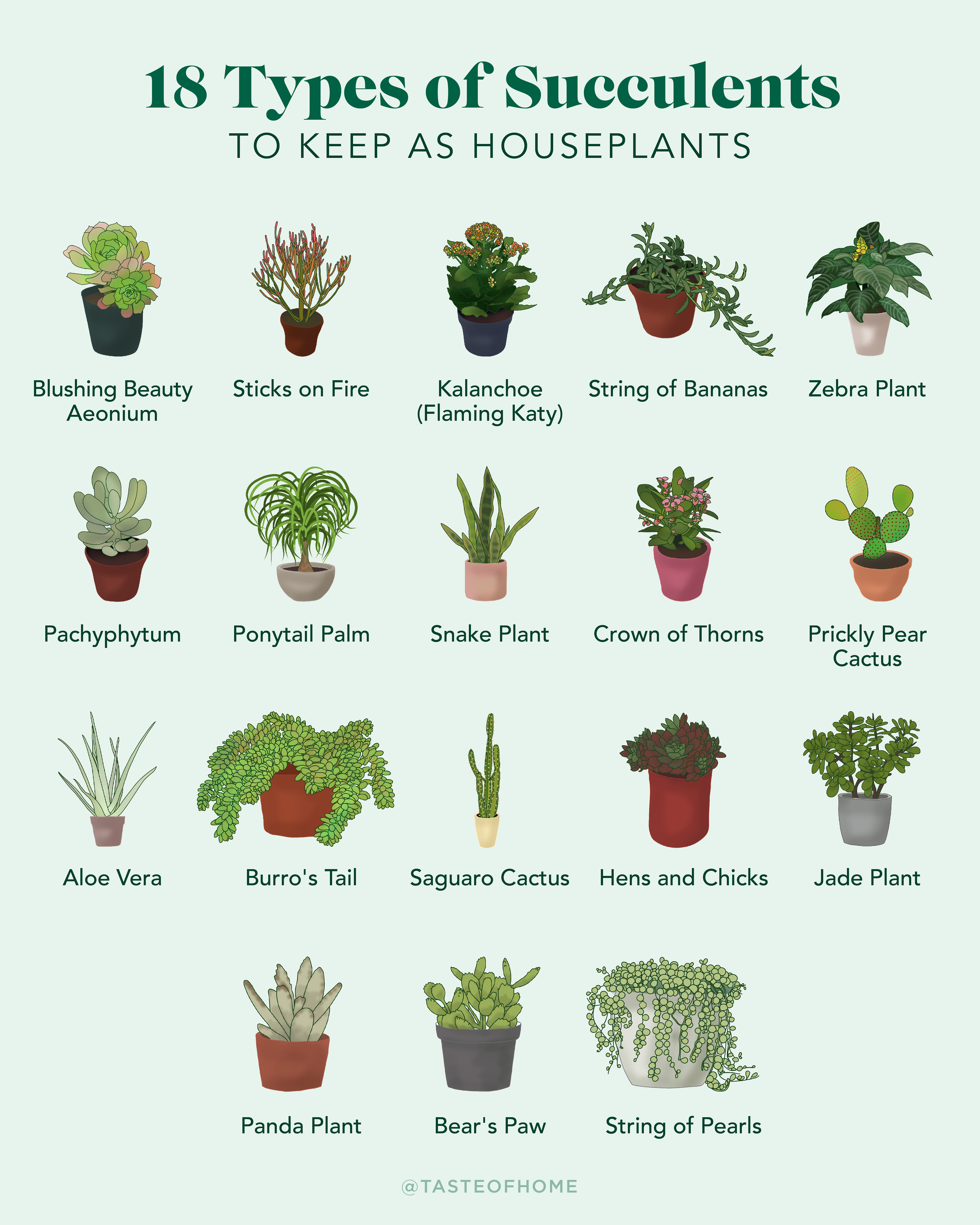 Graphic showing types of succulents to keep as houseplants with original illustrations.