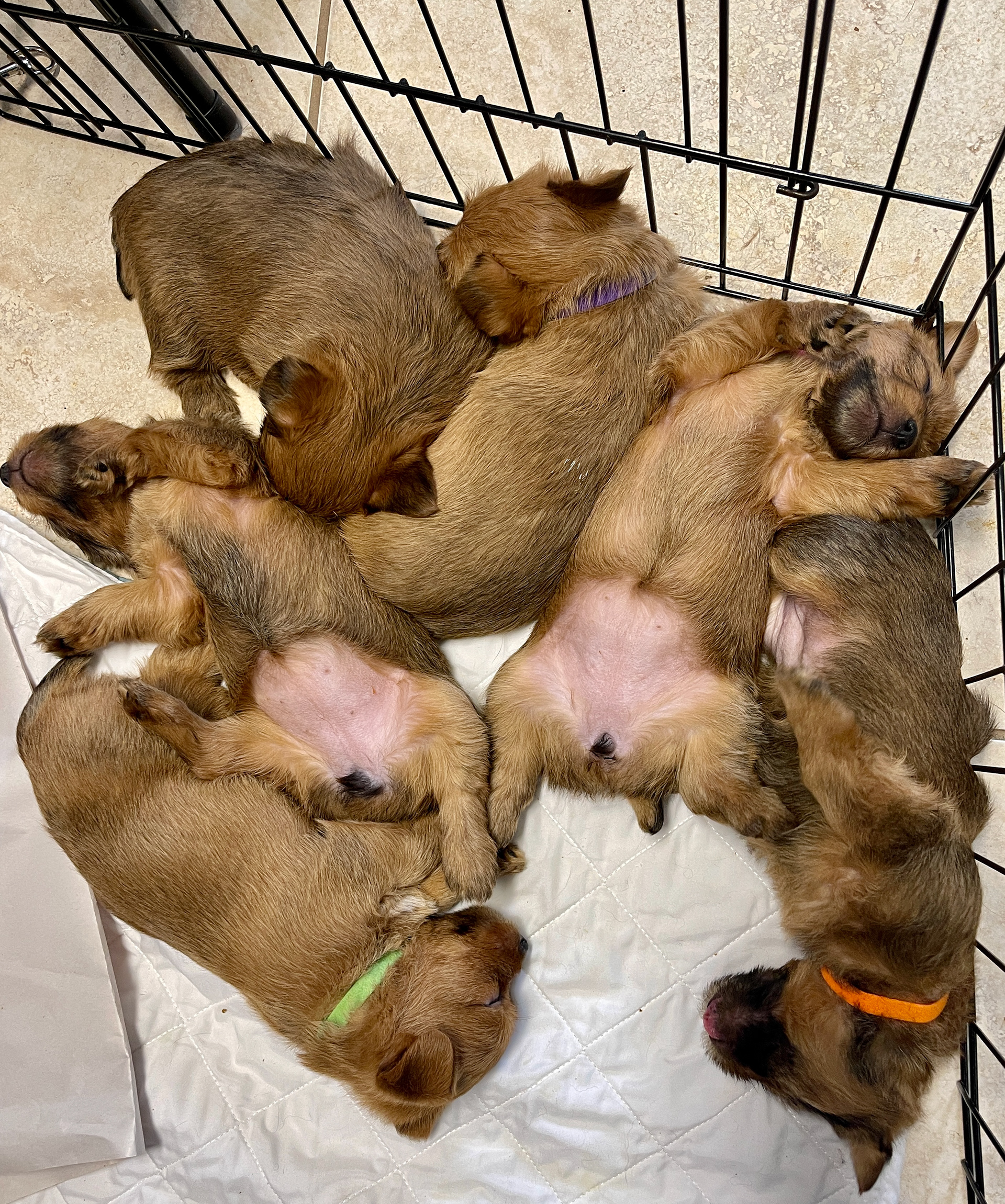 Puppy Hangover (milk bar)