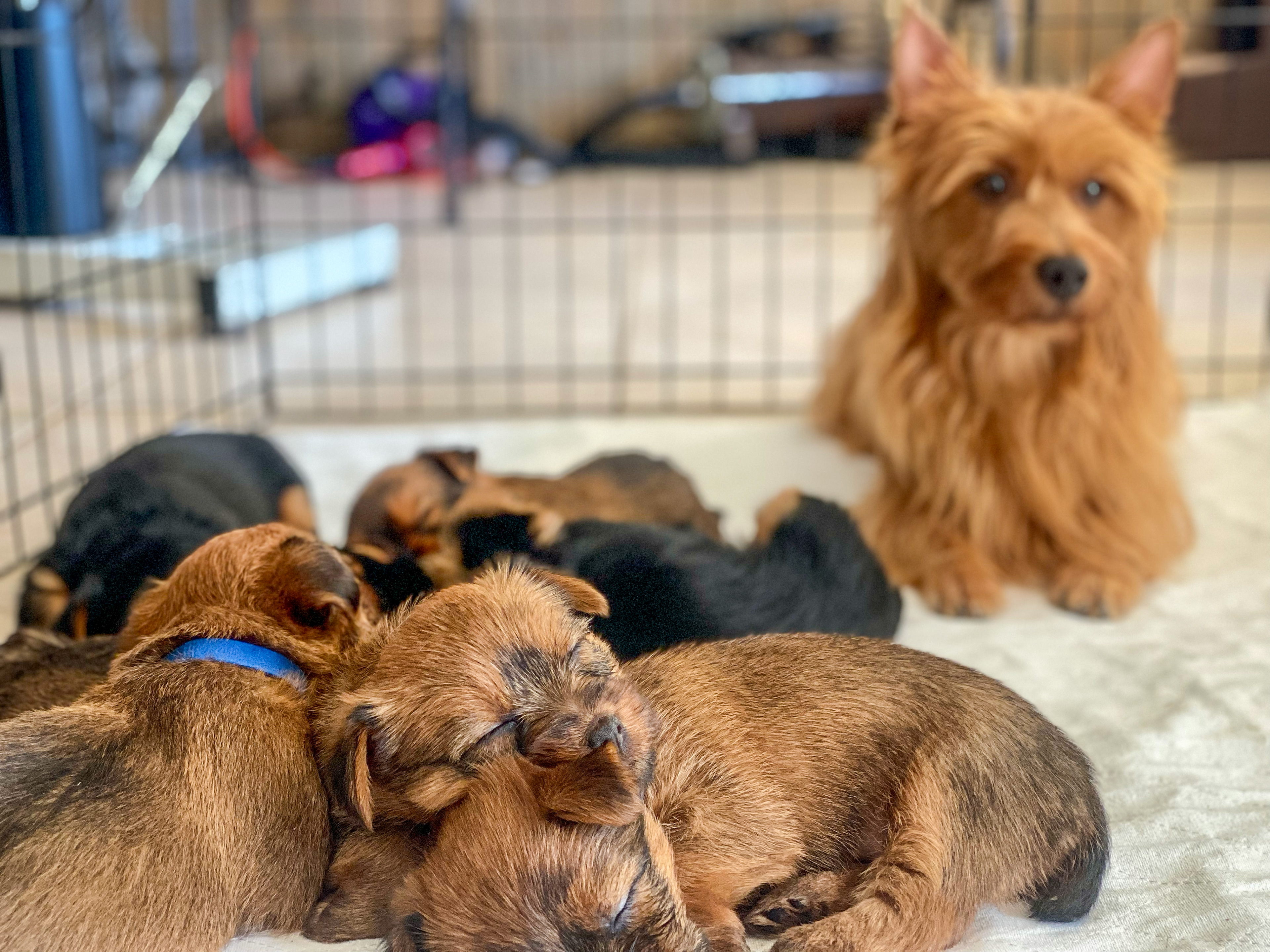 Syrah's first litter