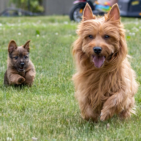 Puppy and Mama chase