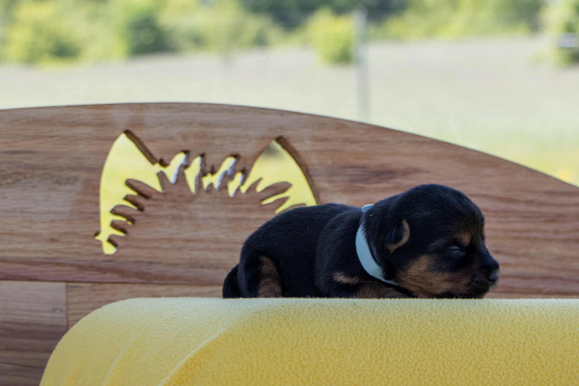 Light Blue Puppy