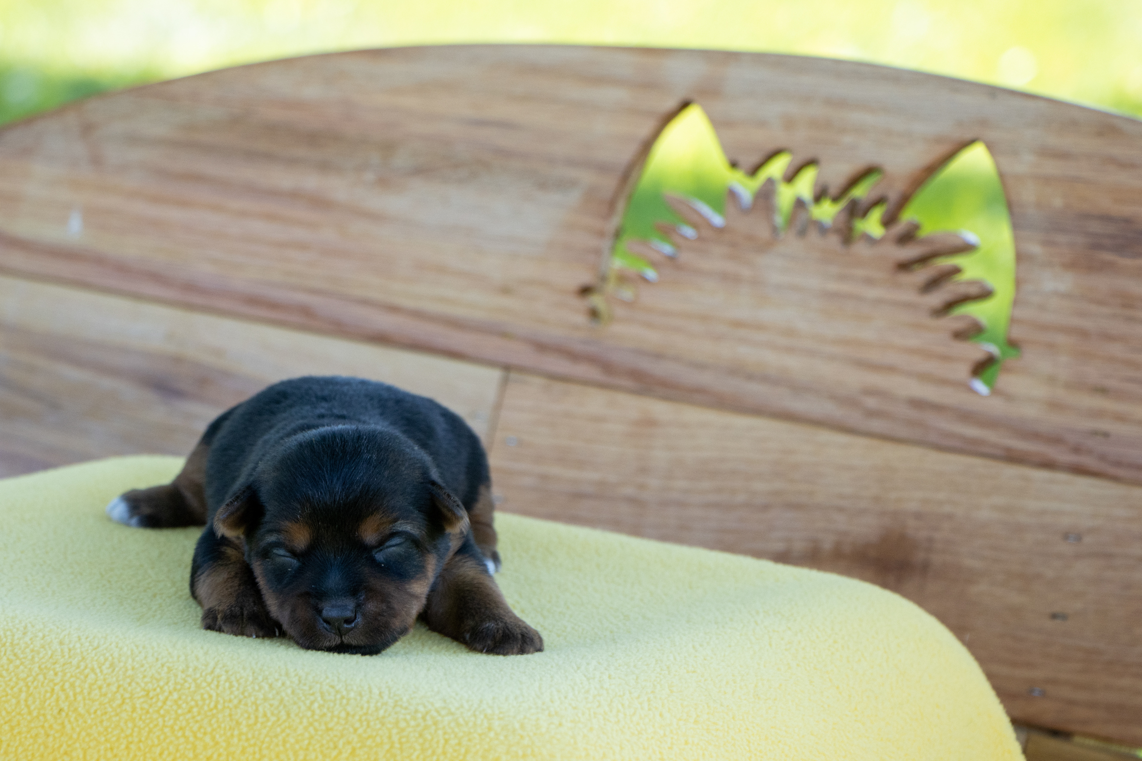 Yellow Puppy
