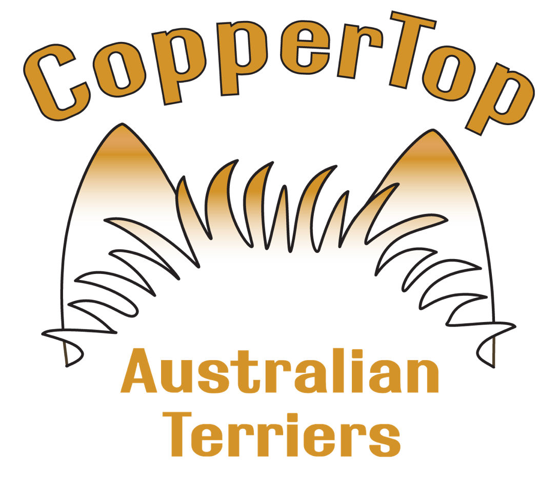 CopperTop Australian Terriers