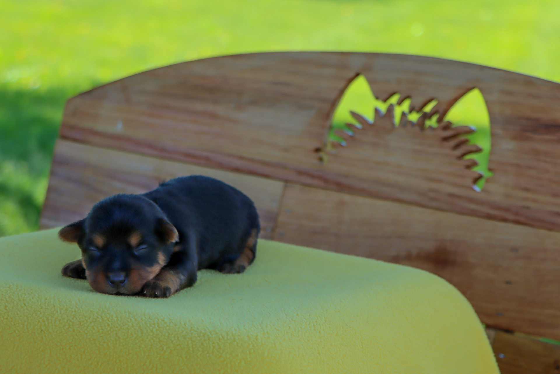 Green Puppy