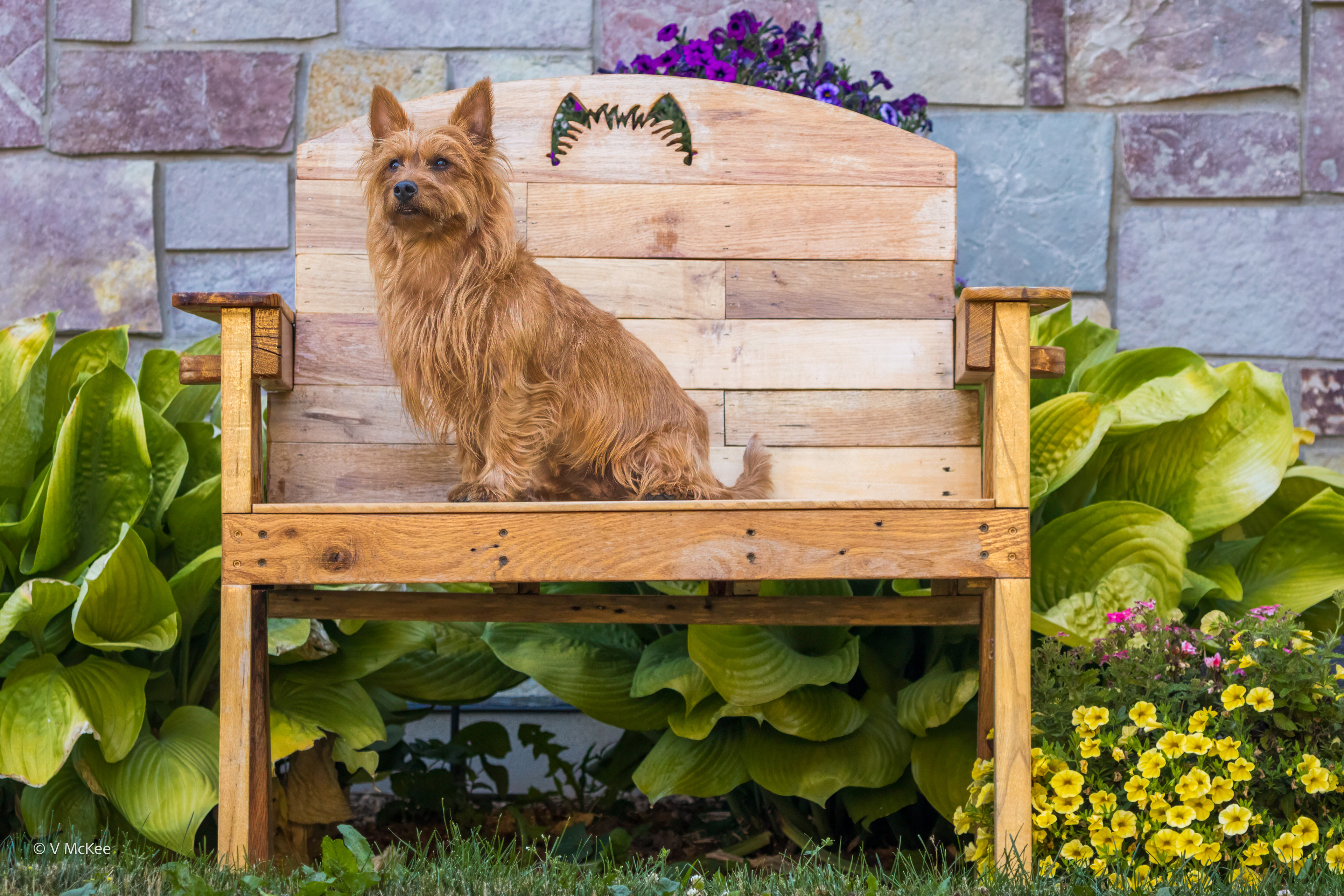 Aussie on a CopperTop bench!