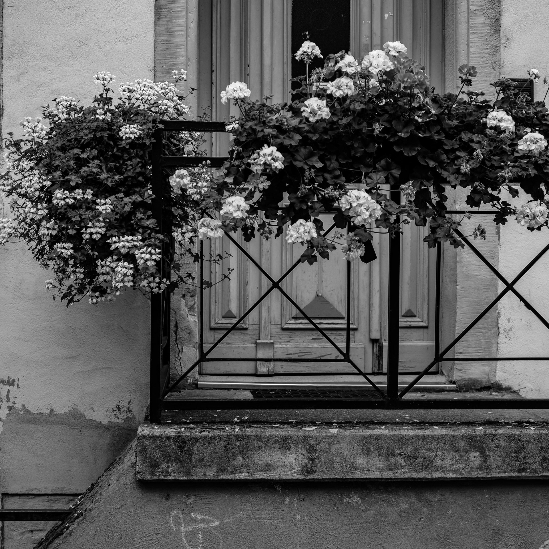... mainz ...