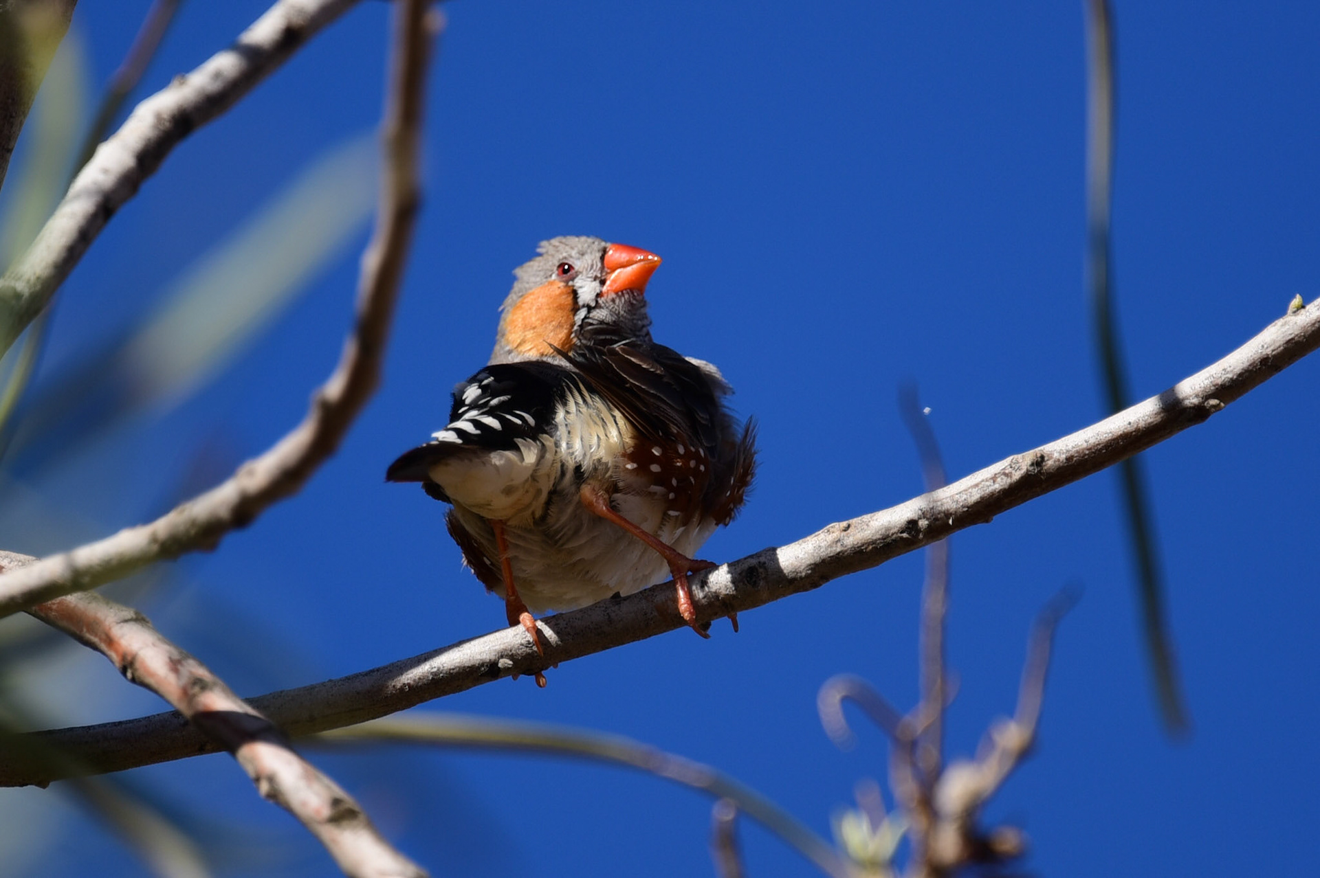Zebra Finch