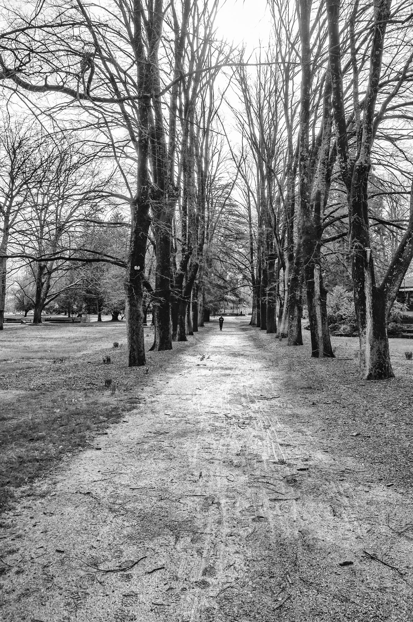 Avenue of Oaks, Orange