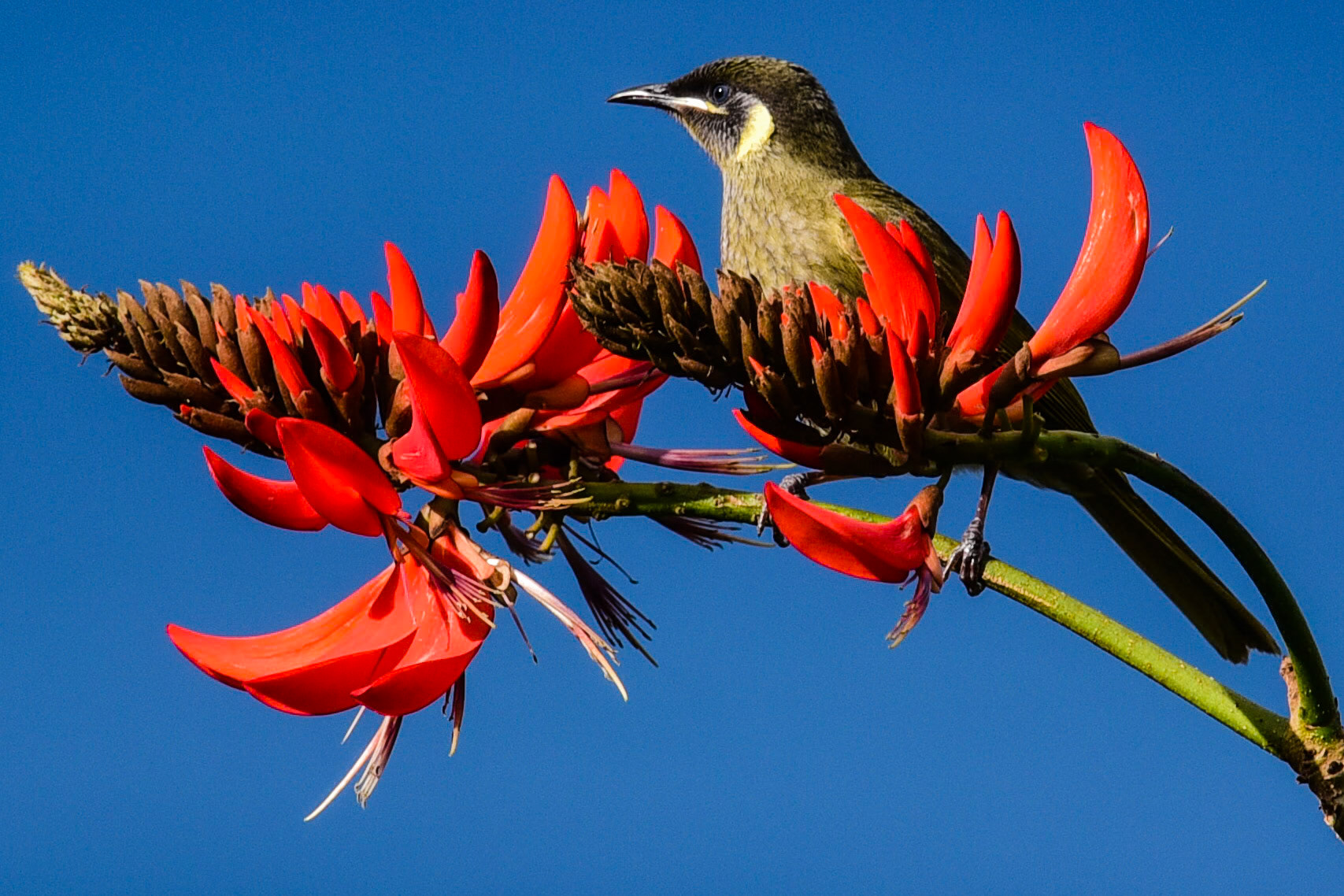 Lewins Honey Eater