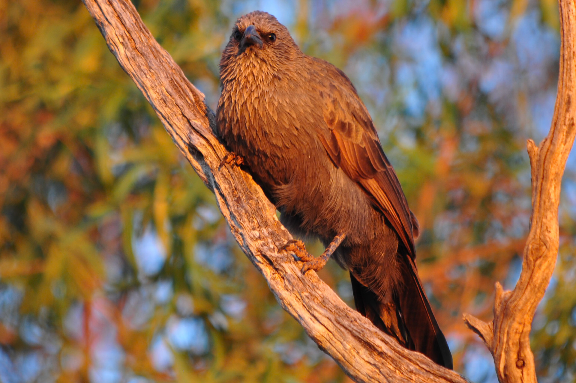 Apostlebird